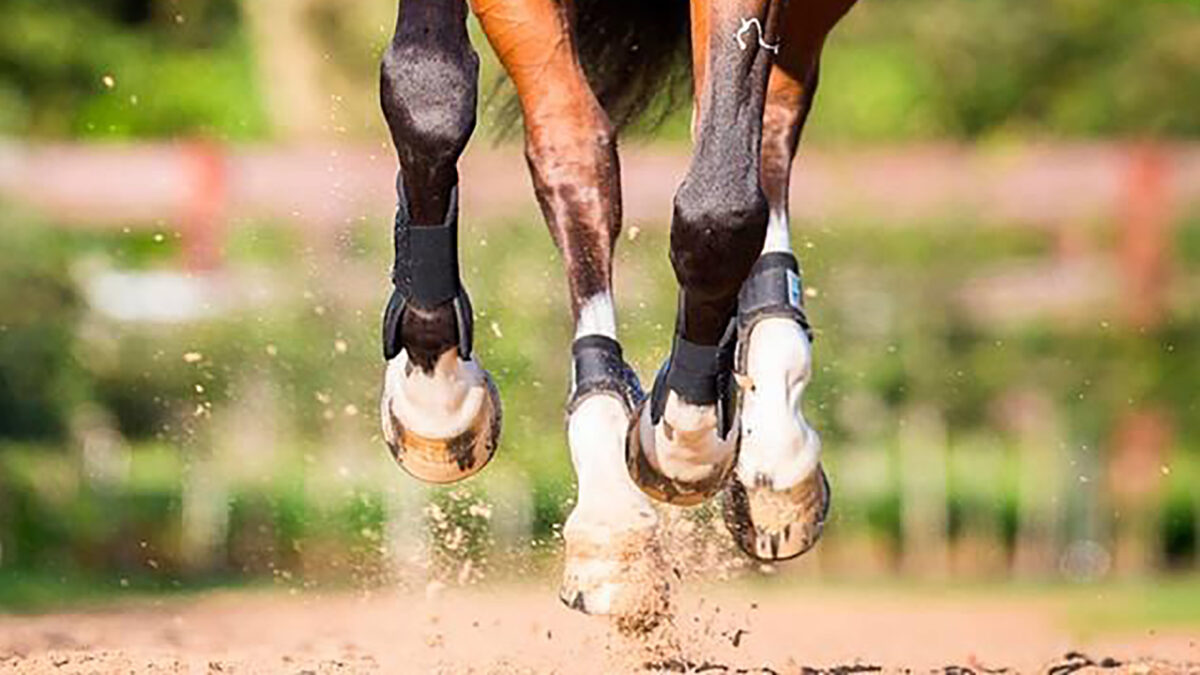 tips-dealing-hot-horses