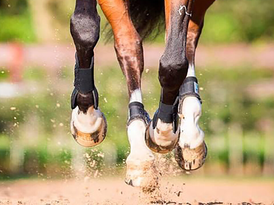 tips-dealing-hot-horses