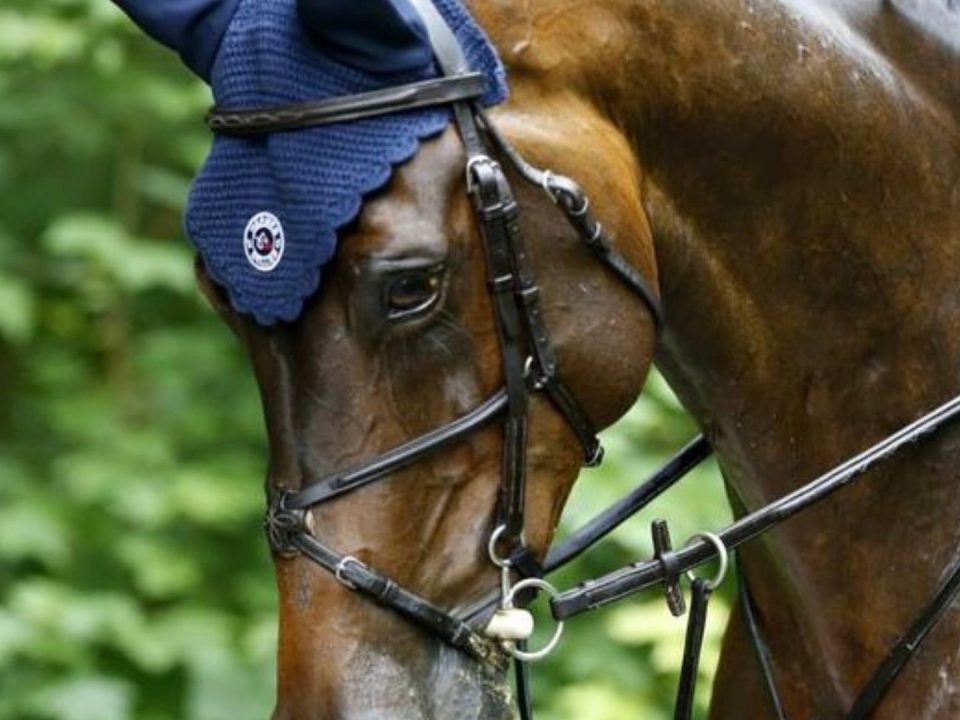 bitting-horse-welfare